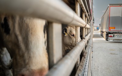 Krávy v transportu na odpočívadle v Turecku - Nevinné oběti